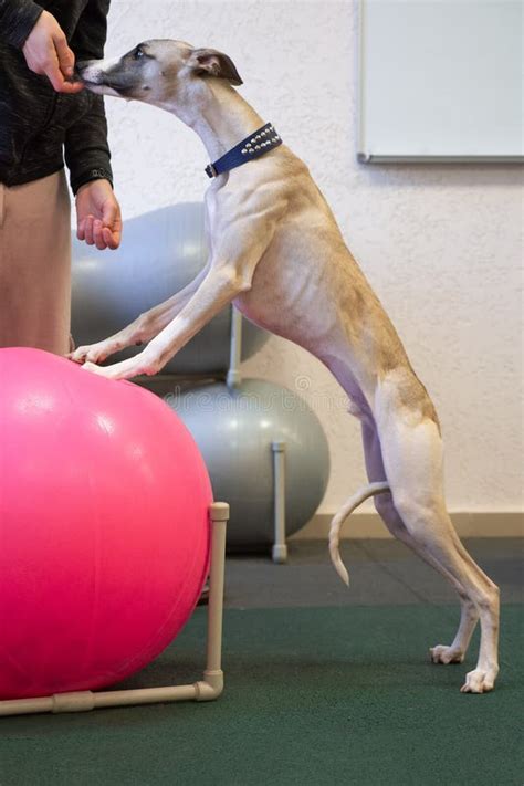 Perro senior recibiendo fisioterapia