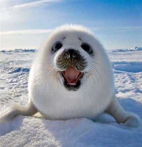Foto de una foca bebé sola en la arena de una playa