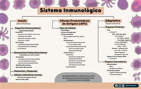 Esquema de un sistema inmunológico envejecido comparado con uno joven