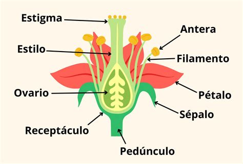 Esquema de las partes de una flor mostrando las áreas susceptibles a la florivoría