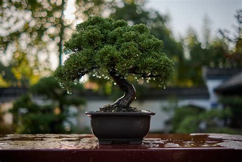 Jardín en casa o un bonsái en una mesa