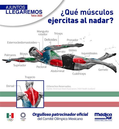 Infografía mostrando los músculos que se trabajan durante el aquafitness