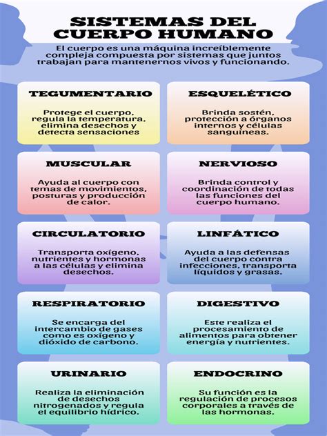 Infografía: esquema del cuerpo humano destacando las zonas de tensión muscular más comunes en cuidadores y puntos de alivio mediante estiramientos.