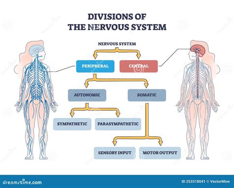diagrama del sistema nervioso central y periférico mostrando los cambios relacionados con la edad