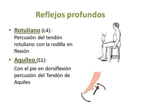 ilustración de la exploración de los reflejos patelar y aquileo en un paciente