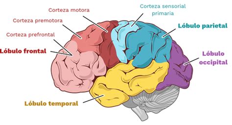 Ilustración mostrando las diversas áreas del cerebro y las secuelas asociadas a su daño.