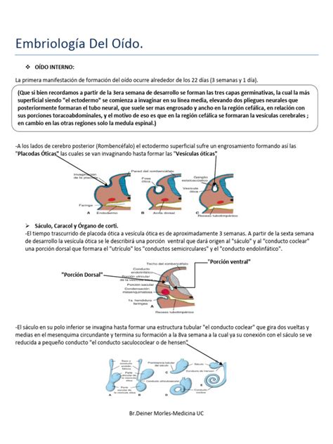 Esquema que ilustra el desarrollo del oído interno y los factores de riesgo genéticos y ambientales durante el embarazo.