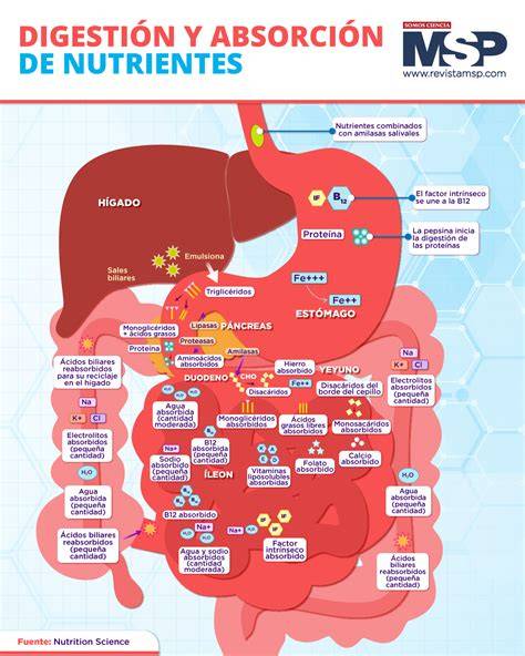 Infografía sobre la absorción de Plenitud Protect frente a otras líneas