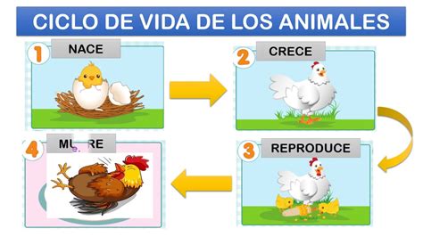 Esquema de ciclo de vida: perfil de riesgo según la edad del cotizante.