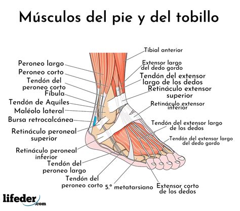 Esquema anatómico de músculos de la pantorrilla y el pie