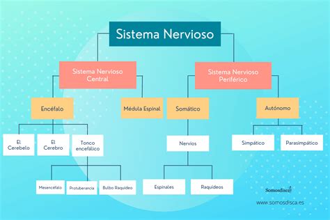 Esquema anatómico y biomecánico que muestra la interacción entre el sistema nervioso, sensorial y músculo-esquelético durante la marcha.