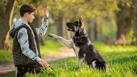 Adiestrador canino trabajando con un perro usando un clicker
