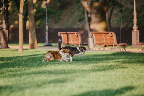 Perros jugando libremente en un parque habilitado