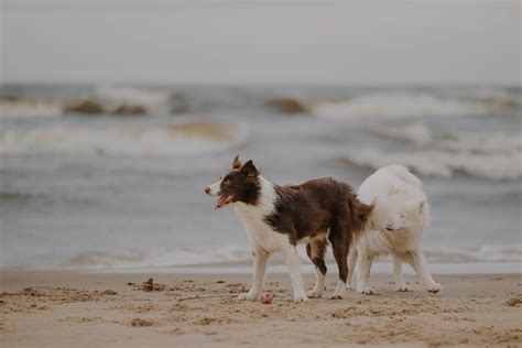 Perro jugando en la orilla de una playa