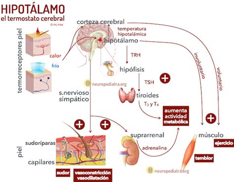 Esquema del hipotálamo y su función en la regulación de la temperatura corporal