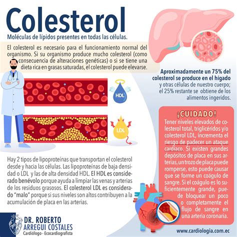 Infografía comparando el colesterol dietario vs. colesterol endógeno