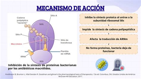 infografía sobre el mecanismo de acción de la nitrofurantoína en bacterias
