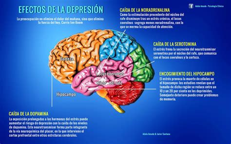 Esquema de las áreas del cerebro afectadas por la depresión