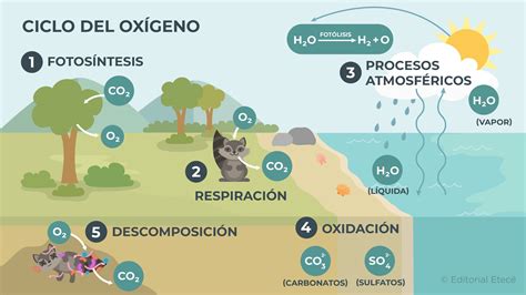 Esquema explicativo sobre el funcionamiento del intercambio de oxígeno en los pulmones y el transporte a las células