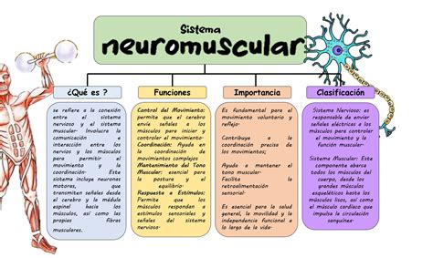 Esquema sobre el sistema neuromuscular y las áreas del cuerpo afectadas por la discapacidad motora