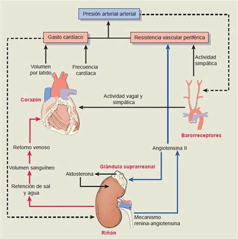 Diagrama de flujo de cómo el cuerpo regula la presión arterial