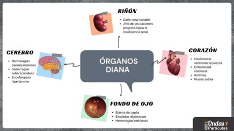 Ilustración de órganos diana afectados por la hipertensión
