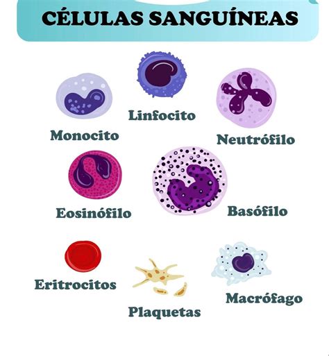 Esquema de las células sanguíneas normales y las células leucémicas