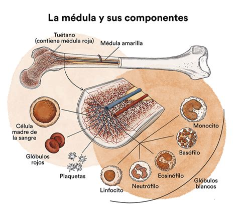 Diagrama de la médula ósea y el desarrollo de células sanguíneas