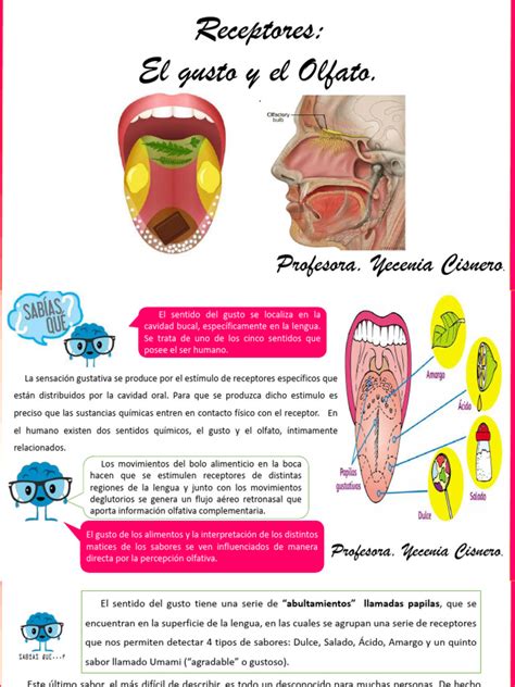 Infografía sobre cómo funcionan el gusto y el olfato, o representación de papilas gustativas.