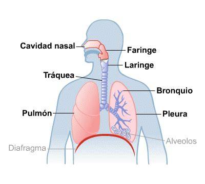 Esquema de las vías respiratorias humanas y principales órganos involucrados