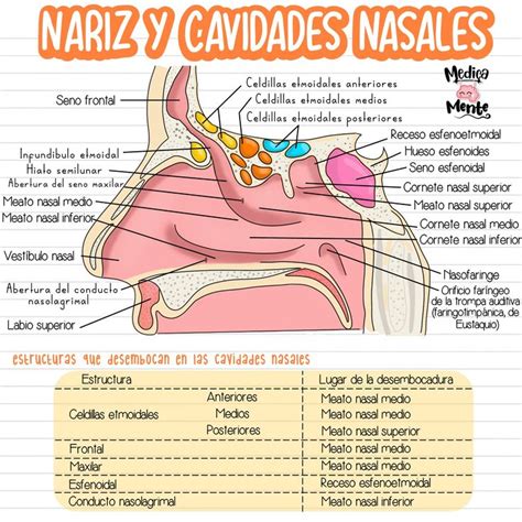 Esquema de la anatomía nasal y los puntos de sangrado