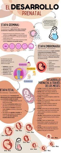 Infografía sobre los factores de riesgo en el desarrollo cerebral durante las etapas prenatal, neonatal y posnatal.