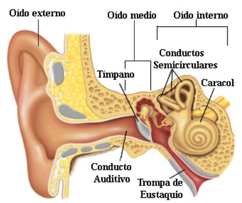Esquema de la anatomía del oído externo, medio e interno indicando las zonas donde se originan las pérdidas auditivas.
