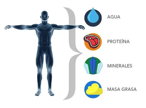 Infografía: Cambios en la composición corporal (masa grasa vs. masa muscular) con el envejecimiento