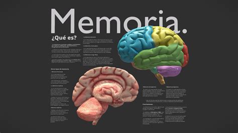 Infografía: Cerebro humano con áreas de memoria resaltadas y figuras de ancianos interactuando.