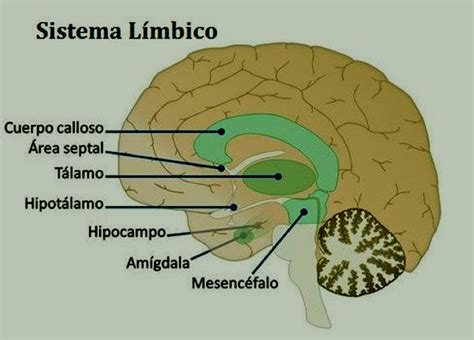 diagrama del cerebro humano resaltando el sistema límbico