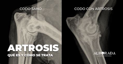 Infografía o esquema de una articulación canina afectada por la artrosis