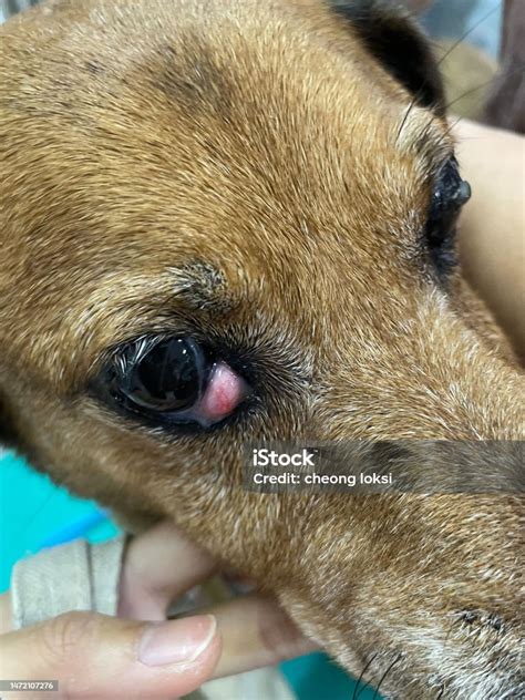 Foto de cerca de los ojos de un perro con cataratas