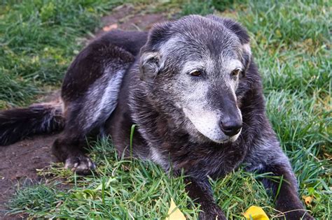 Foto de un perro anciano prestando atención a un gesto de la mano de su dueño