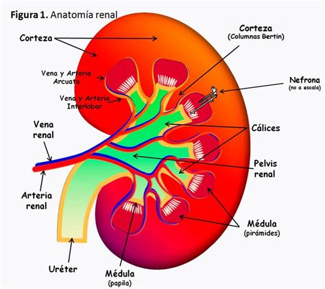 Esquema simplificado del sistema renal canino o de un riñón