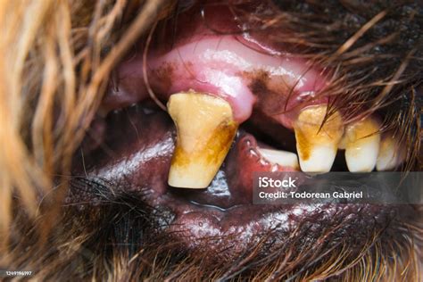 Foto de cerca de los dientes de un perro con acumulación de sarro