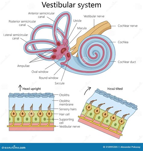 Esquema o diagrama del sistema vestibular en perros