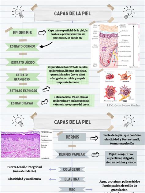 Esquema de las capas de la piel y cómo el daño solar afecta la producción de melanina