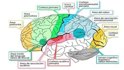 Esquema de la plasticidad cerebral: cómo los estímulos del entorno (visuales, auditivos, táctiles) moldean las conexiones neuronales en la infancia.