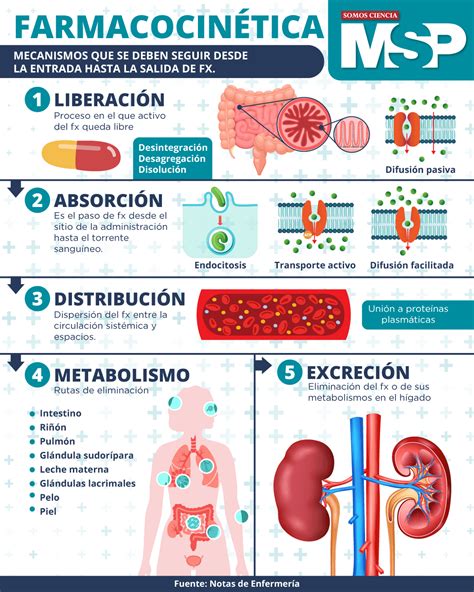 Infografía: Cambios farmacocinéticos en el adulto mayor (absorción, distribución, metabolismo, excreción)