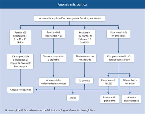 Diagrama: vías causales de anemia en mayores (ferropenia, inflamación, ERC, B12/folato)
