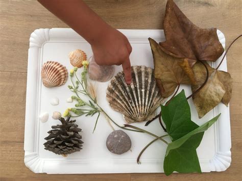 Esquema de una bandeja sensorial con elementos naturales para la clasificación y estimulación táctil