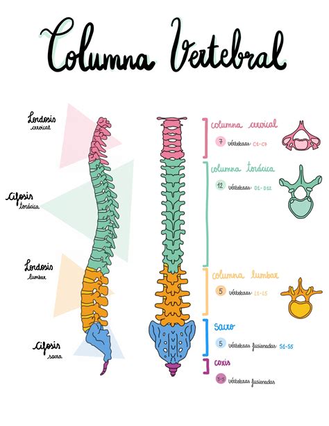 Esquema de la anatomía de la columna vertebral y la postura humana