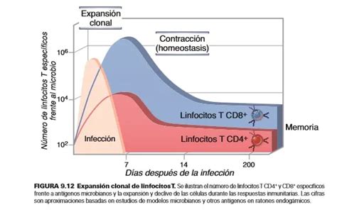 Gráfico mostrando la reducción de linfocitos T vírgenes con la edad