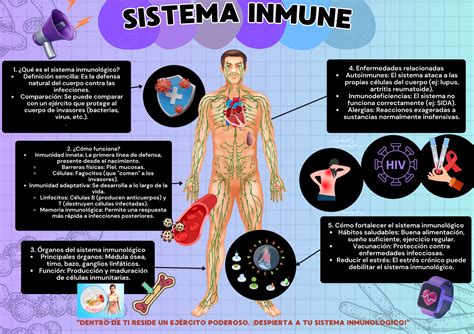 Infografía sobre cómo reforzar el sistema inmunitario en la vejez
